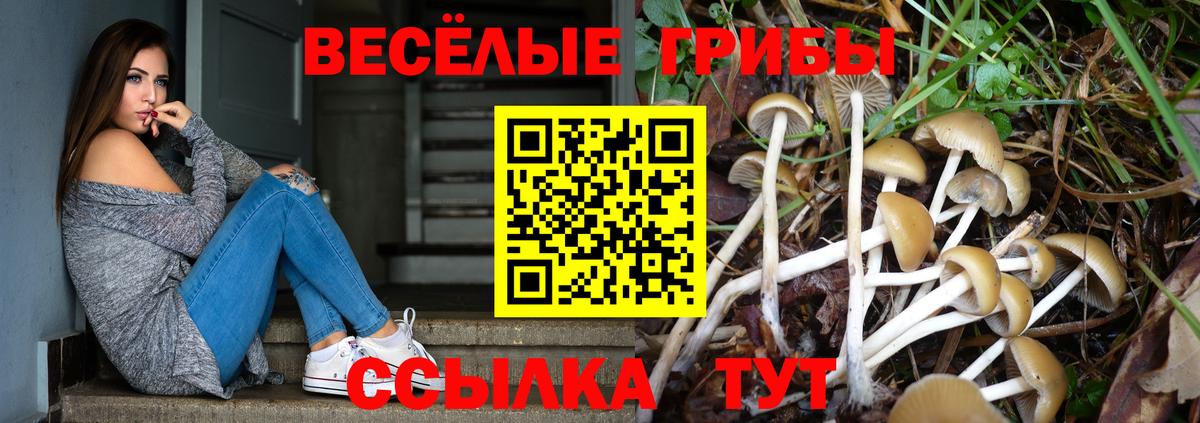 Галлюциногенные грибы Psilocybe Междуреченск